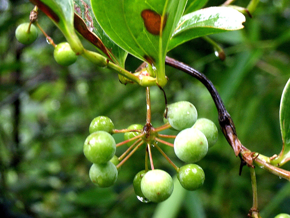 农村一种植物,人称"铁菱角",农民视为杂草,城里一斤20