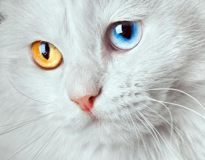 猫咪绝美眼球,像一颗颗彩色的透明弹珠,眼里藏有星辰大海