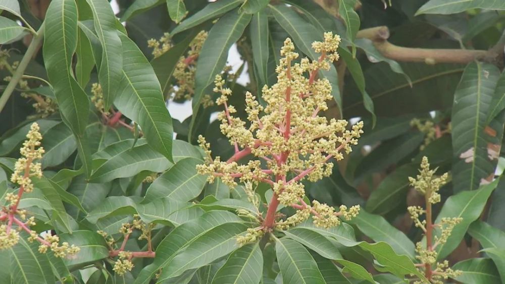 芒果树开了花,为何果农却犯起了愁?