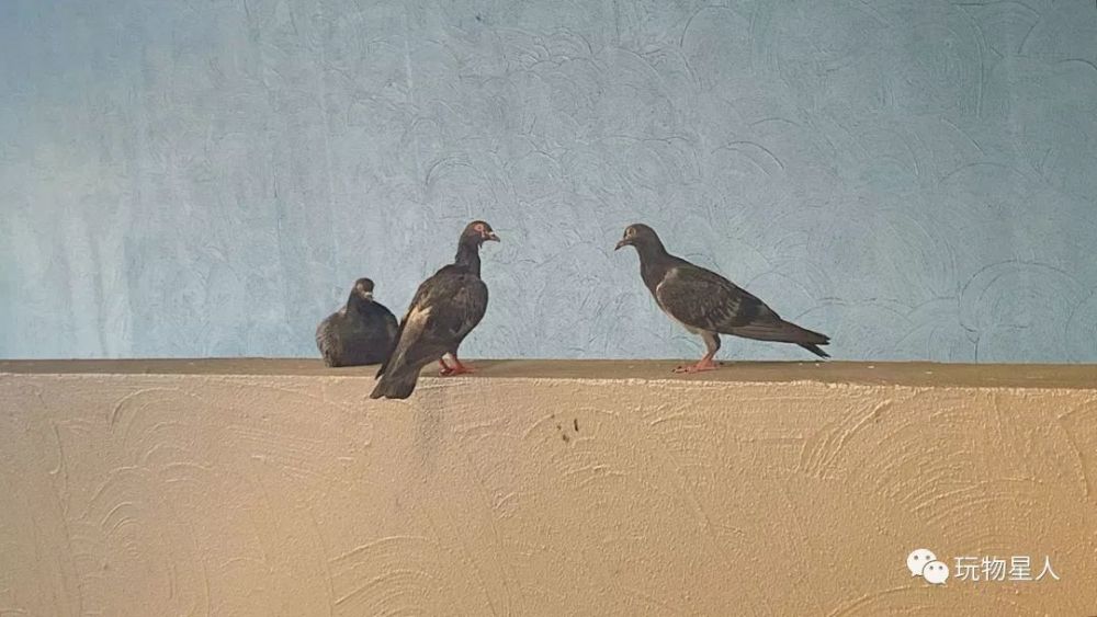 被大堡礁骗来凯恩斯 其实是 蝙蝠城 和 鸽子地 看点快报