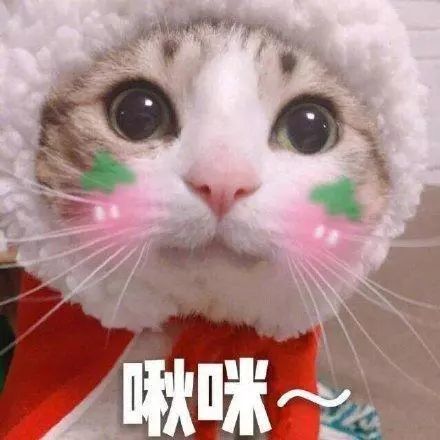 我的悲伤大概有这么大!可爱猫咪的表情包
