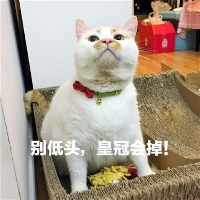 搞笑萌宠猫猫表情包:别低头,皇冠会掉