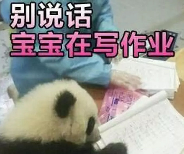那就是熊猫趴在桌子上,像是在做作业一样,对此网友们都纷纷表示,最后