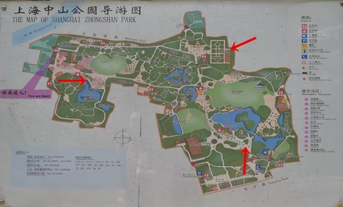 只不过这次的宝藏是月季花~ 中山公园月季花位置图 靠近西郊宾馆的虹