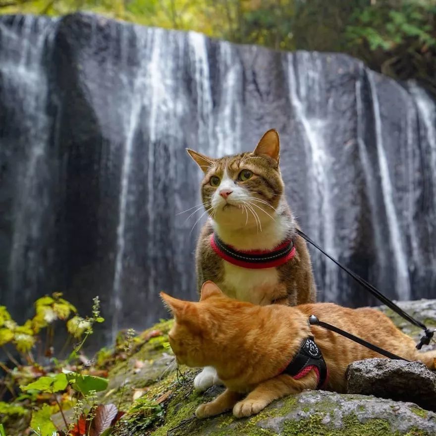 老总变成猫_喜羊羊变成猫的图片(2)