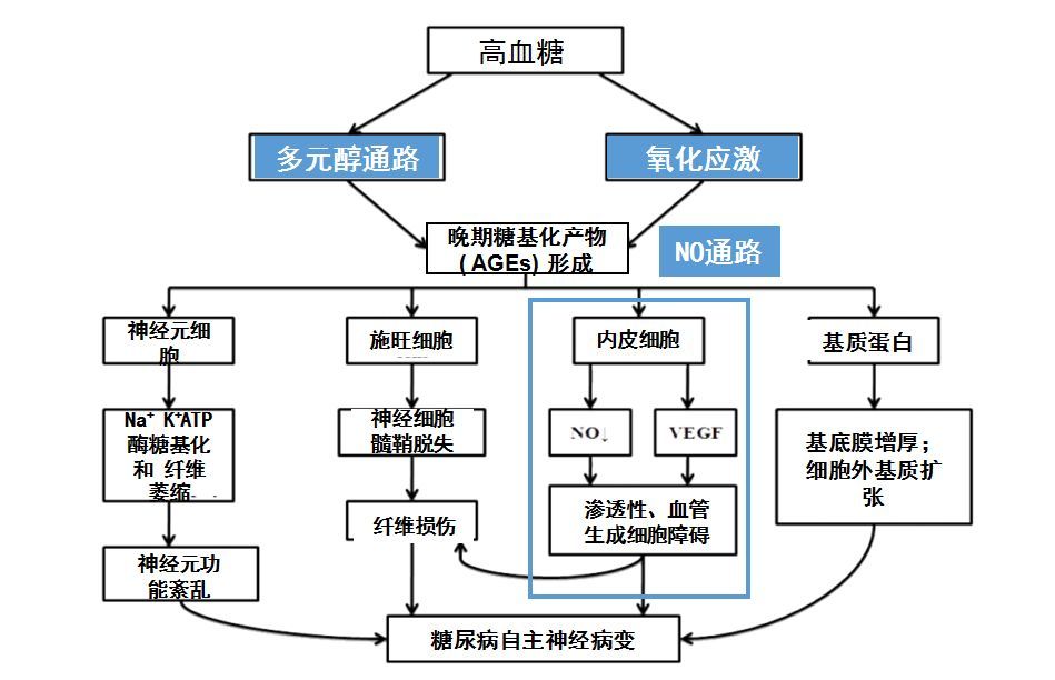 图1. 糖尿病自主神经病变发病机制