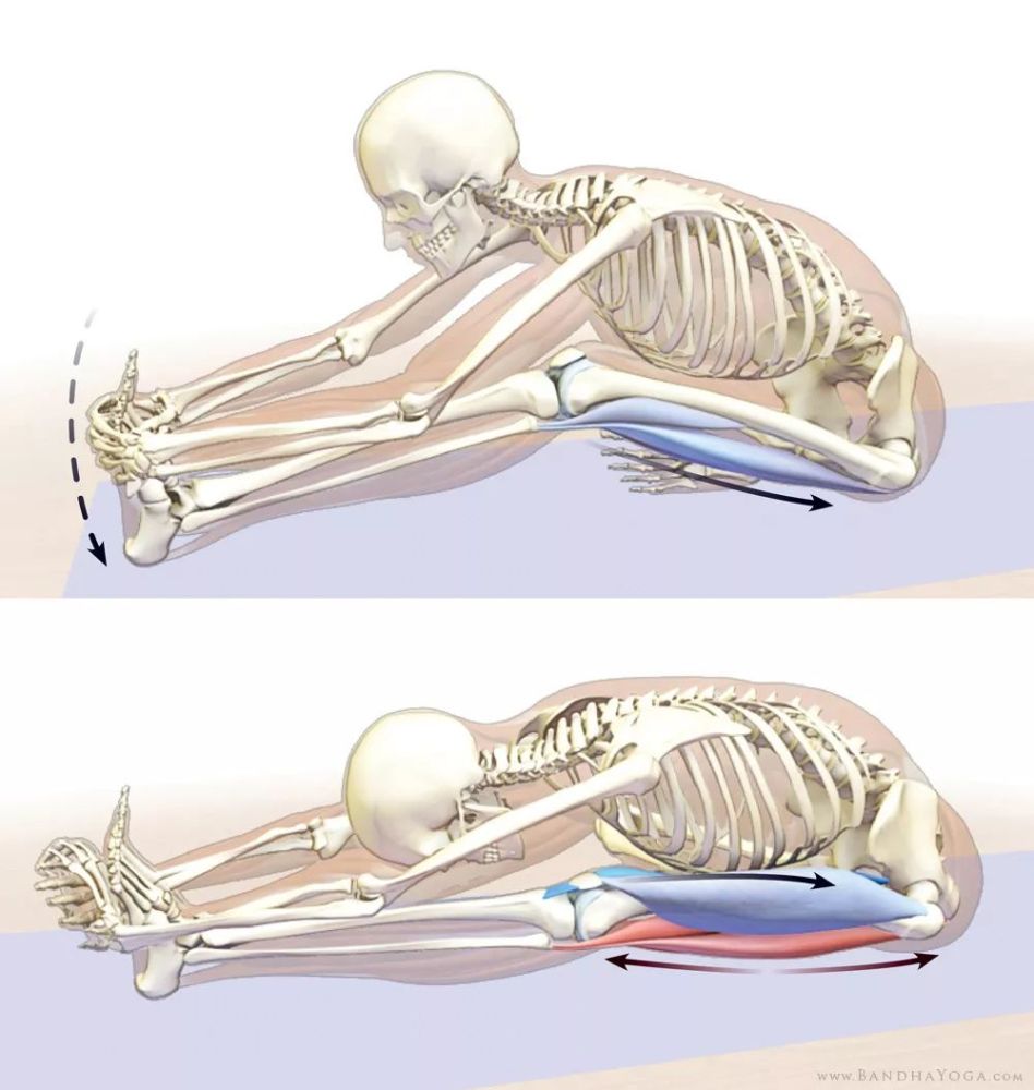 腘绳肌的过度紧张不仅会影响很多瑜伽体式的练习,而且会导致腰部疼痛