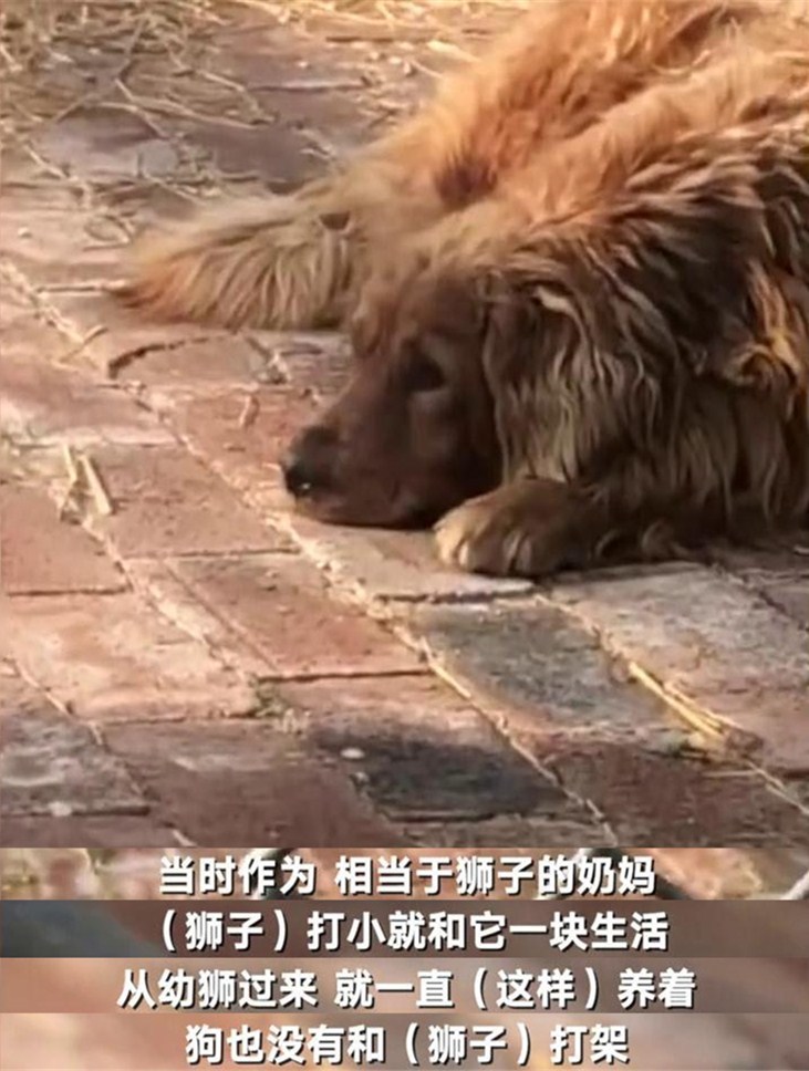 狮子,金毛狗