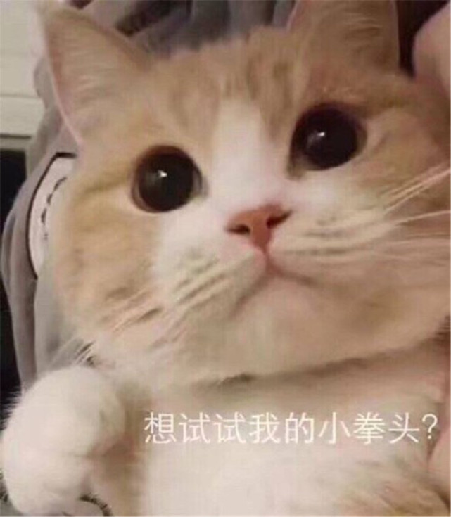 可爱萌宠猫猫搞笑表情包:卑微,自闭,但是个靓仔