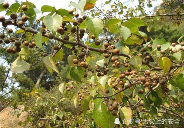 潮汕鸟梨