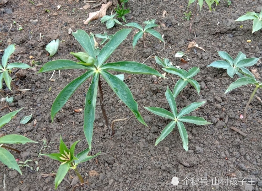 大山里珍贵的草药,只长七片叶子,俗称"七叶一枝花",你