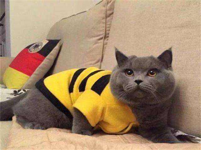 蓝猫怎么养才听话