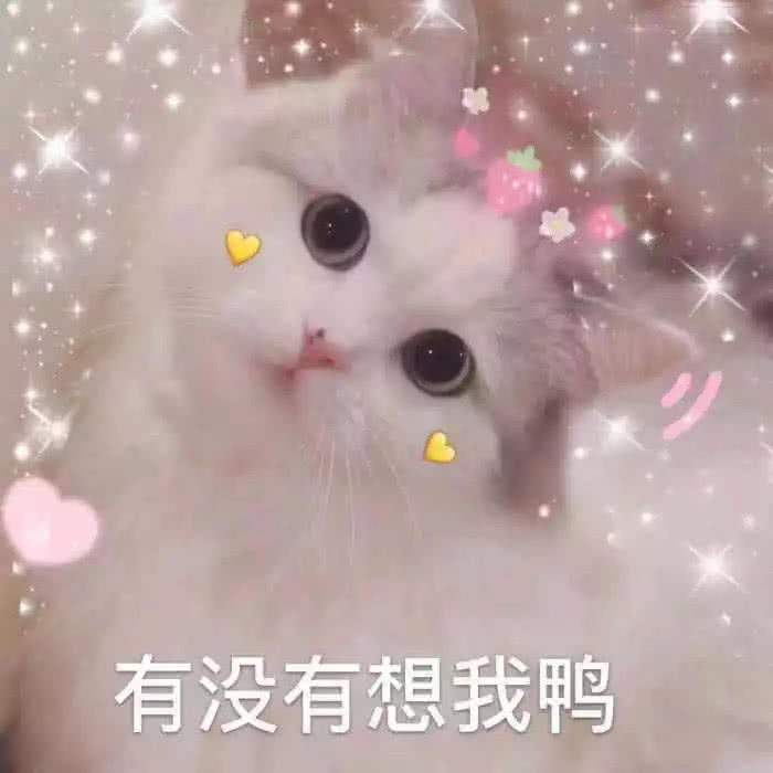 情侣日常"互撩"表情包:聊天归聊天,别打我的主意!