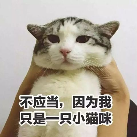 萌宠猫猫表情包:我没有想哭,我只是忍不住!