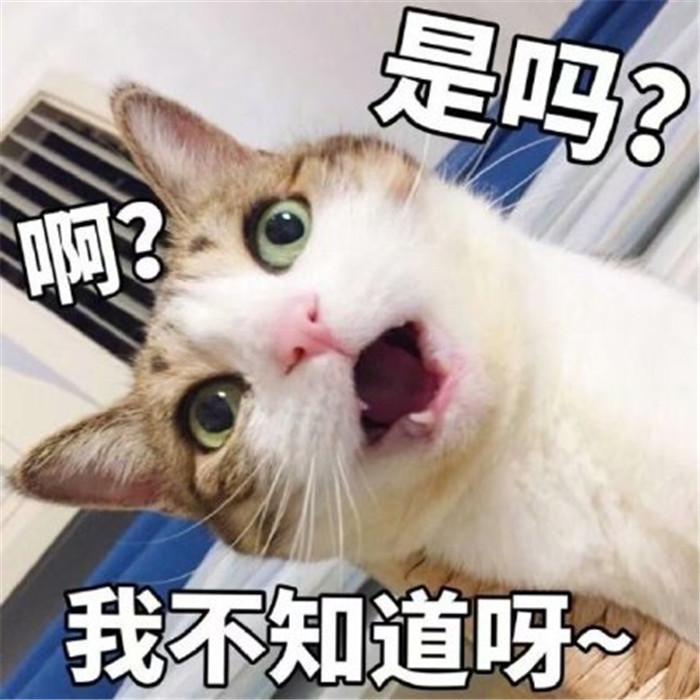 可爱萌宠猫猫表情包:选了这么个负心猫,真是瞎了我的喵眼了