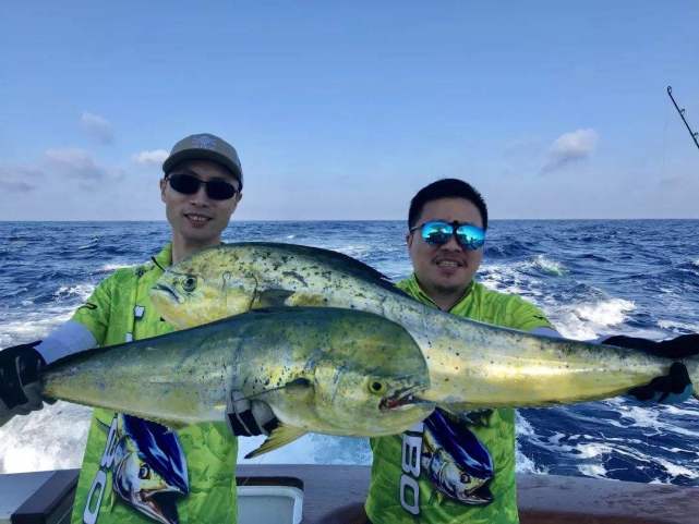 海钓金枪,马林鱼时遭遇鲨鱼咬钩怎么办?看完这些钓到