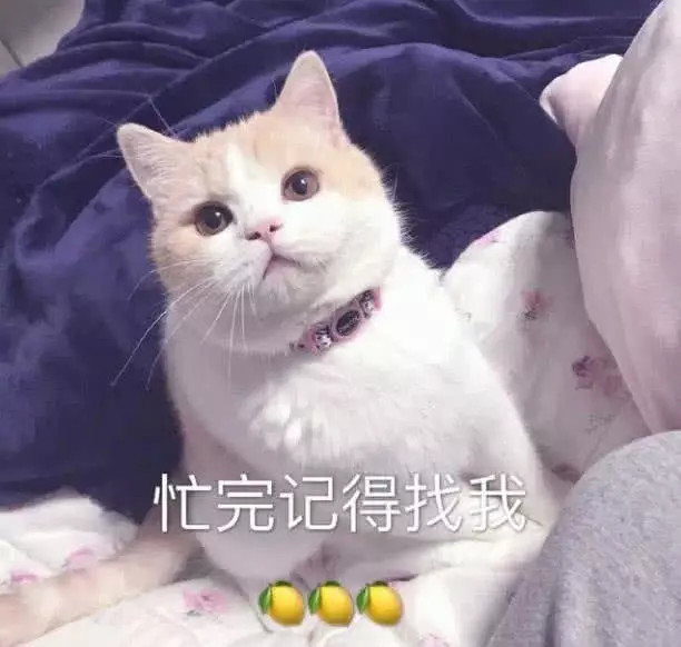 忙完记得找了,这句话你单独看没什么,但是下面可是有三个柠檬呢,这就