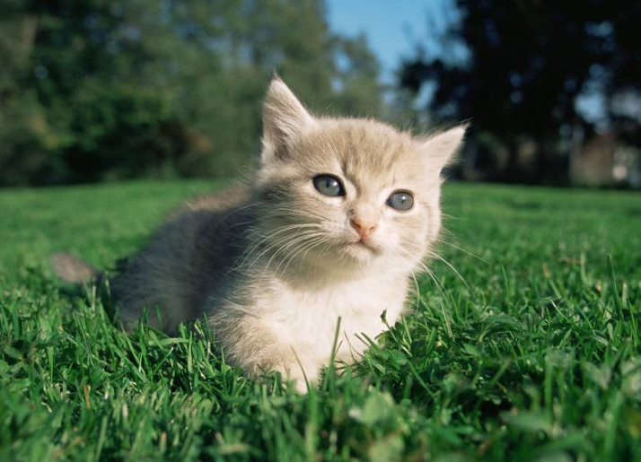 世界上最小的猫 曾经不受人们待见 如今却成为宠物界新宠 看点快报
