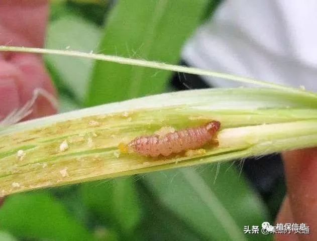 由于绝大多数玉米螟幼虫在玉米秸秆和玉米穗轴中越冬,翌年春季在其中