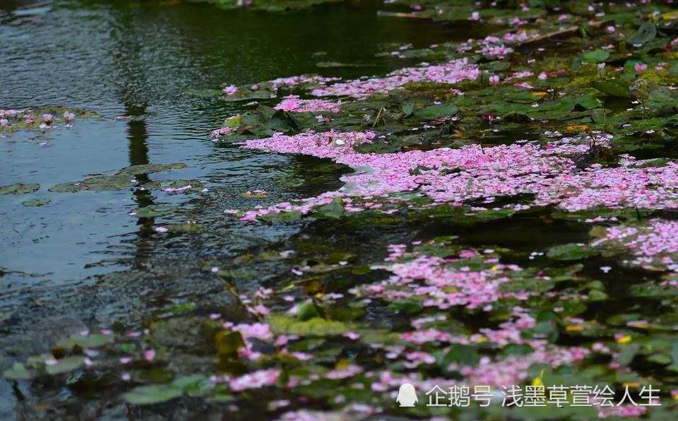 落花流水伤离别