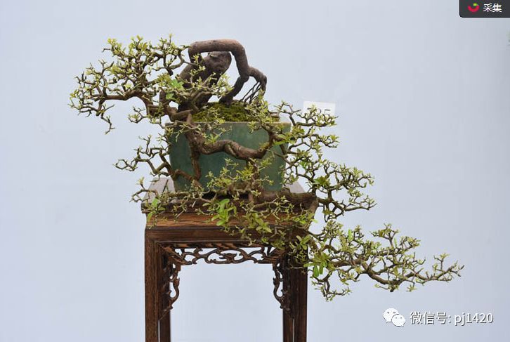 活力,以昂扬的精神见证奇迹—悬崖式盆景的魅力就在于它险峻奇绝