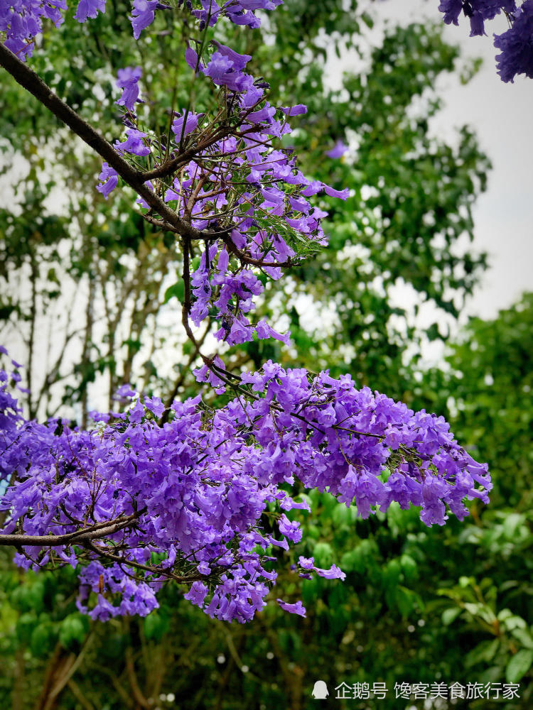 这是蓝楹花,还是蓝花楹?