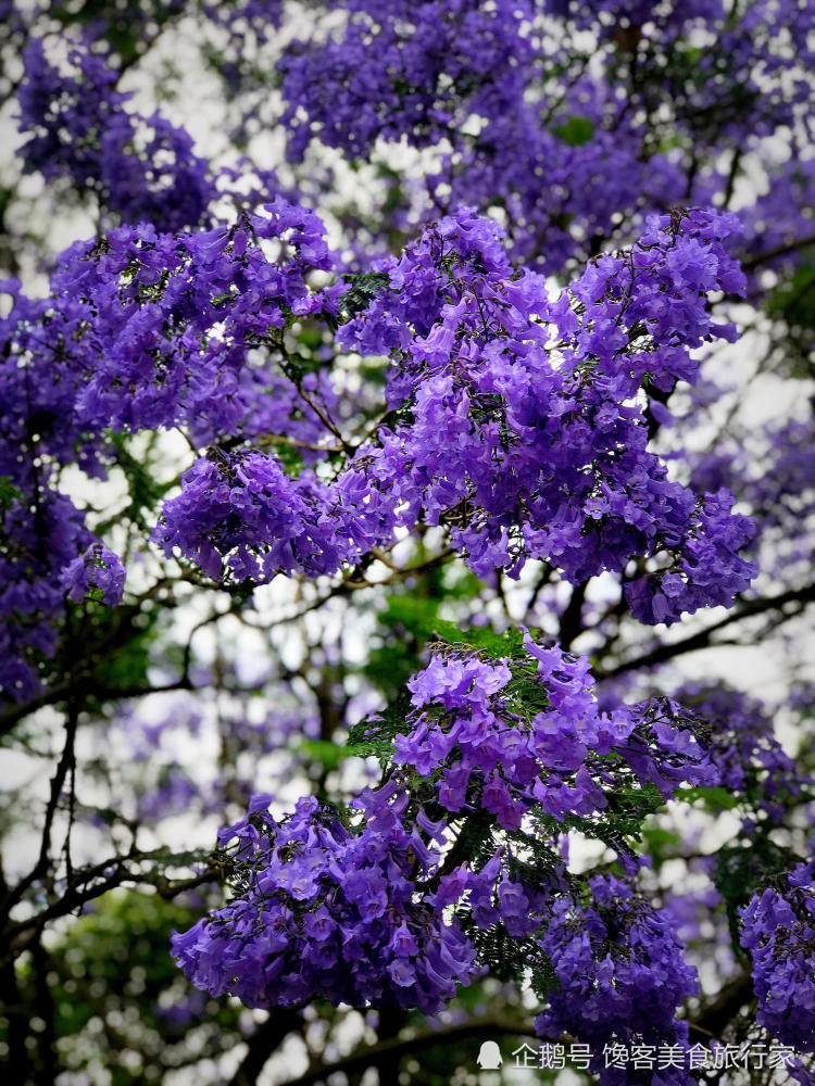 这是蓝楹花,还是蓝花楹?