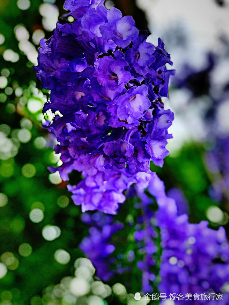 这是蓝楹花,还是蓝花楹?