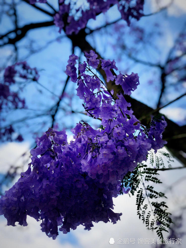 这是蓝楹花,还是蓝花楹?