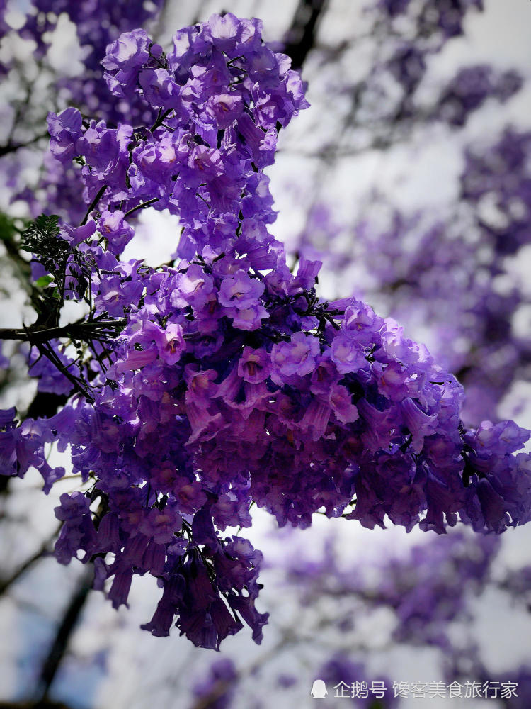 这是蓝楹花,还是蓝花楹?