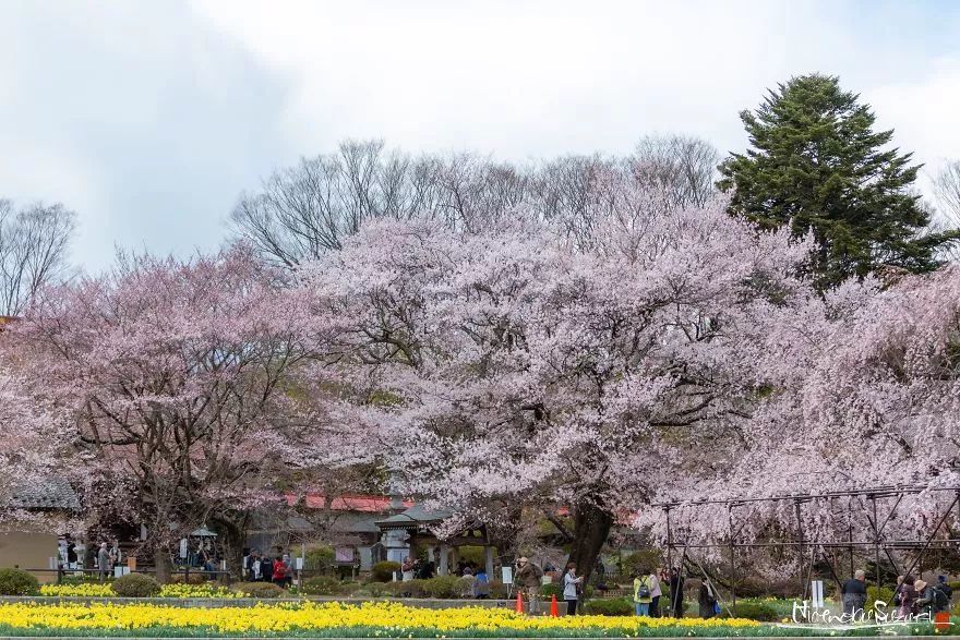 2000年,日本最古老的樱花树!