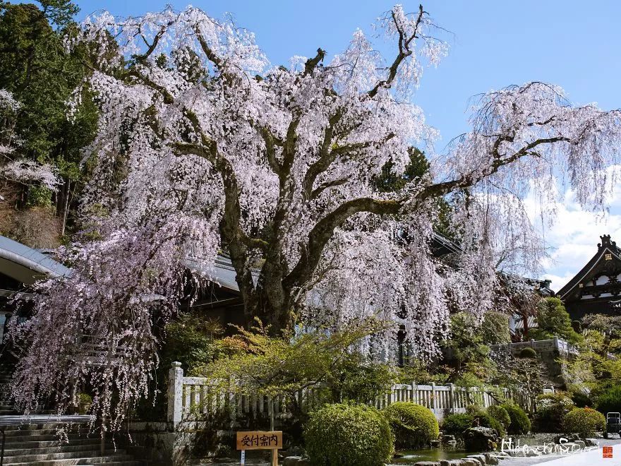 2000年,日本最古老的樱花树!