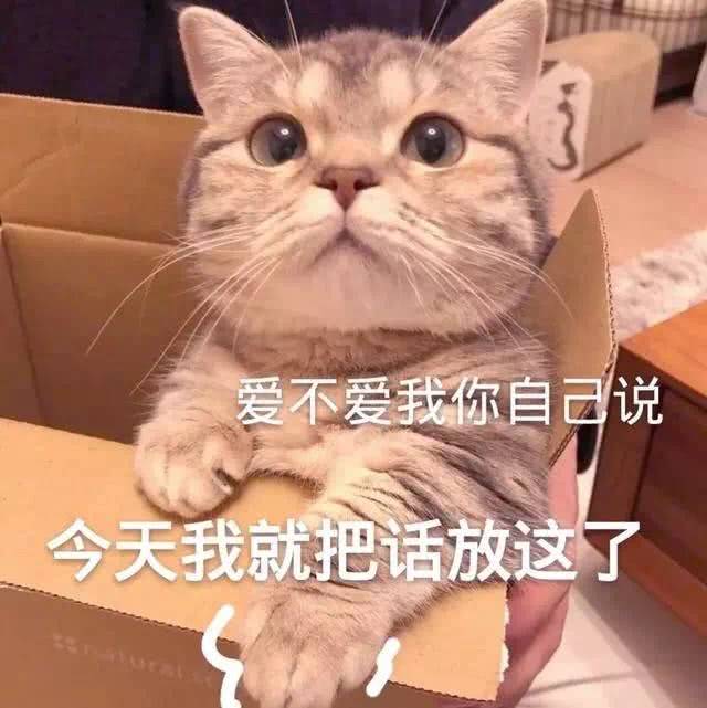 猫鼬,表情包,橘猫,小猫