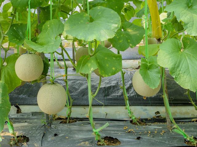甜瓜种植技术 甜瓜地热线育苗温床的制作方法及管理