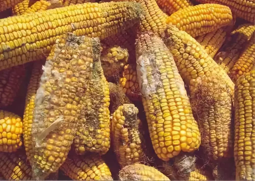 致癌物中的明星成员—黄曲霉素,你的食物被它污染过吗?_腾讯新闻
