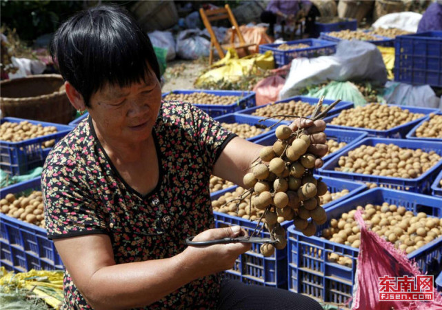 莆田桂圆的前世今生：书中有嘉树，兴化有桂圆