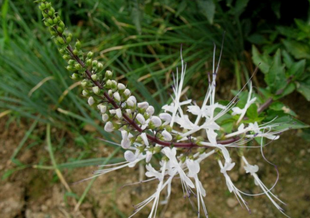 野草,风湿性关节炎,猫须草