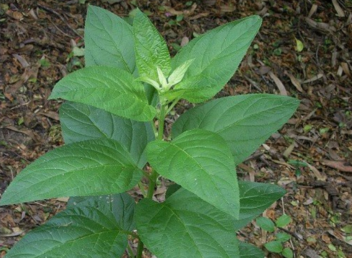 农户称它"假薄荷",有人看到就拔掉,殊不知根部卖300元