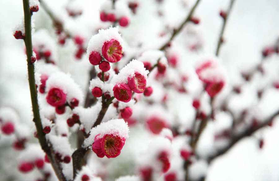 《五律 雪梅》