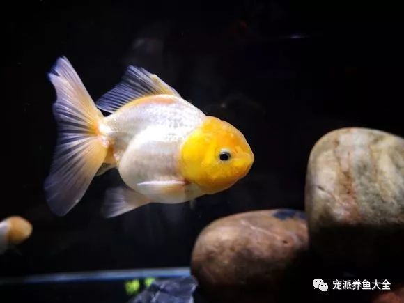 "这位鱼友家的小金鱼简直萌爆了!