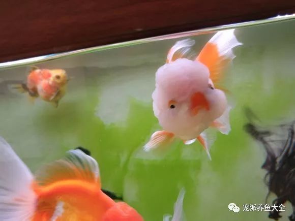 宠派养鱼大全   金鱼有金玉满堂,年年有余的寓意,就像是一幅会游动