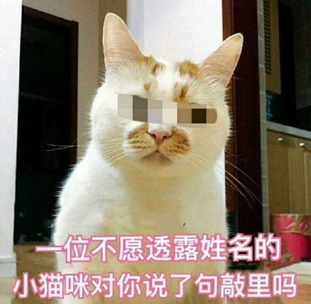 表情包:一位不愿意透露姓名的猫