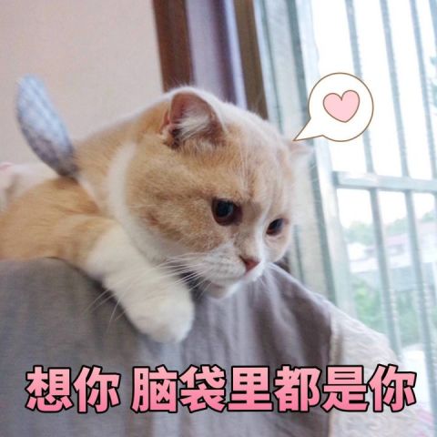 表情包:一位不愿意透露姓名的猫