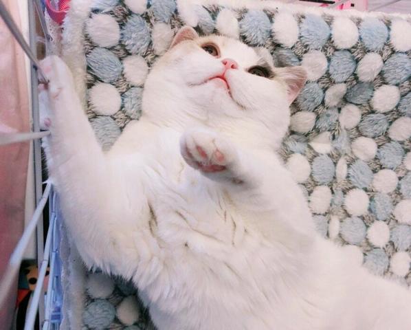 猫咪怕不是真的"山竹精",jiojio实在太可爱了!