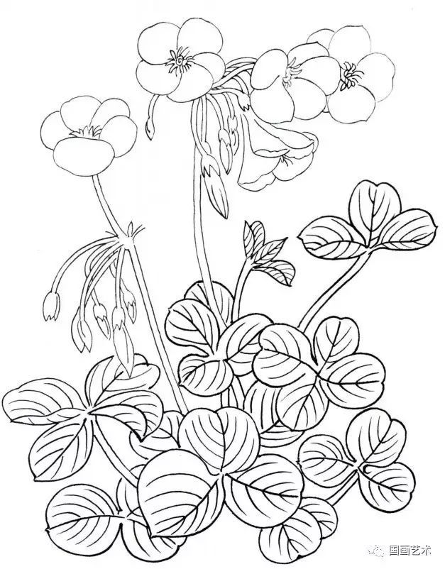 白描花卉这样画!