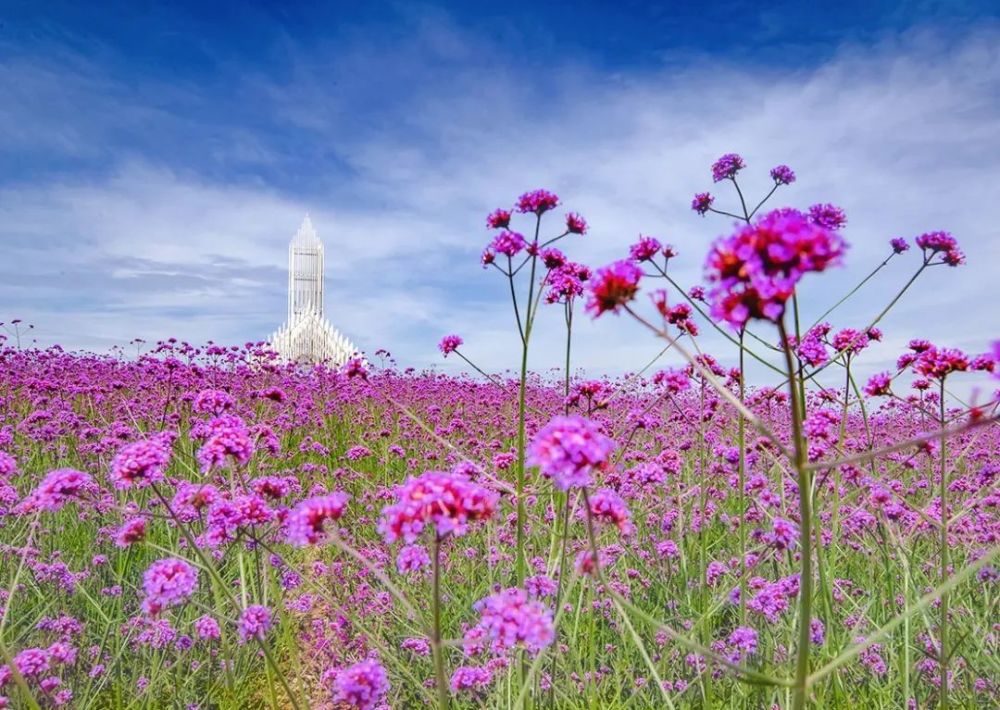 2019年5月9日实拍 在五月的葱郁中, 被紫色花海围绕的 无影教堂, 如