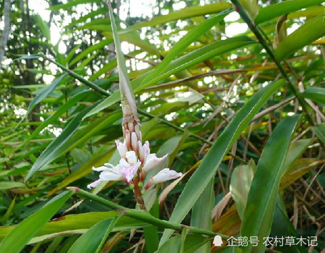 农村一种像姜的植物,见到别当杂草,果实很珍贵,目前58