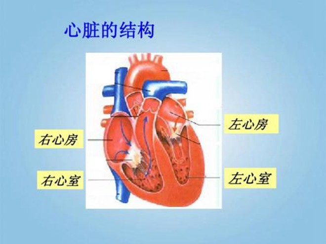 心脏还能变大?真的是头一次听说,一定要注意保养哦!