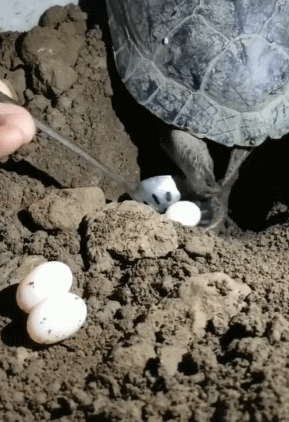0m乌龟生蛋大多数是在沙堆上,生完蛋之后,就把这些乌龟蛋给埋起来