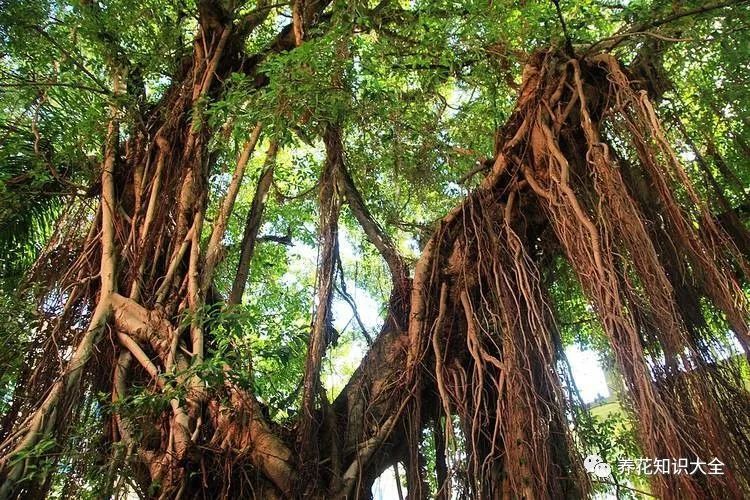 出处:汉·崔骃《达旨》:"高树靡阴,独木不林." 你是那位植物大神吗?